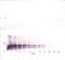 KIT Ligand antibody, XP-5266, ProSci, Western Blot image 