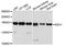 Early Endosome Antigen 1 antibody, abx125794, Abbexa, Western Blot image 