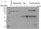 Tripartite Motif Containing 28 antibody, ab10483, Abcam, Immunoprecipitation image 