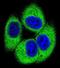 Testis Specific Serine Kinase 4 antibody, abx026172, Abbexa, Immunofluorescence image 