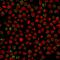 CD5 Molecule antibody, GTX18024, GeneTex, Immunofluorescence image 