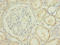 Phenazine Biosynthesis Like Protein Domain Containing antibody, A60178-100, Epigentek, Immunohistochemistry paraffin image 