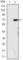 Lysine-specific demethylase 4A antibody, abx012176, Abbexa, Western Blot image 