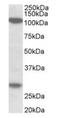 Ubinuclein 1 antibody, orb12308, Biorbyt, Western Blot image 
