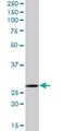 Mitochondrial Ribosomal Protein L28 antibody, H00010573-B02P, Novus Biologicals, Western Blot image 