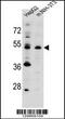 E3 ubiquitin-protein ligase KCMF1 antibody, 55-899, ProSci, Western Blot image 