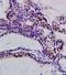 Cadherin 1 antibody, orb314087, Biorbyt, Immunocytochemistry image 