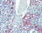 LIM Domains Containing 1 antibody, 26-548, ProSci, Immunohistochemistry frozen image 