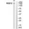 Regulator Of G Protein Signaling 12 antibody, A07317, Boster Biological Technology, Western Blot image 