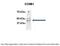 Cyclin B1 antibody, 27-300, ProSci, Immunoprecipitation image 