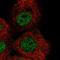 Zinc Finger Protein 318 antibody, HPA027031, Atlas Antibodies, Immunocytochemistry image 