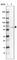 PARP2 antibody, HPA052003, Atlas Antibodies, Western Blot image 