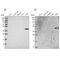 Sulfotransferase family cytosolic 2B member 1 antibody, NBP2-33396, Novus Biologicals, Western Blot image 