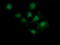 MAGE Family Member A4 antibody, LS-C174288, Lifespan Biosciences, Immunofluorescence image 