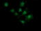 MAGE-X2 antigen antibody, LS-C174288, Lifespan Biosciences, Immunofluorescence image 