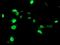 Uracil DNA Glycosylase antibody, MA5-25686, Invitrogen Antibodies, Immunocytochemistry image 