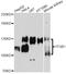 Integrin Subunit Beta 1 antibody, abx125350, Abbexa, Western Blot image 