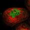 Dual Specificity Phosphatase 19 antibody, NBP1-84041, Novus Biologicals, Immunofluorescence image 