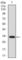 Solute Carrier Family 27 Member 2 antibody, abx015986, Abbexa, Western Blot image 