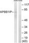 AB1IP antibody, LS-C415747, Lifespan Biosciences, Western Blot image 