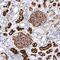 Membrane Metalloendopeptidase antibody, MAB11821, R&D Systems, Immunohistochemistry paraffin image 