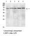 C-Type Lectin Domain Family 4 Member M antibody, A02814, Boster Biological Technology, Western Blot image 