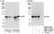 Cold Shock Domain Containing E1 antibody, NBP1-71915, Novus Biologicals, Western Blot image 