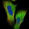 Tudor and KH domain-containing protein antibody, NBP1-80697, Novus Biologicals, Immunofluorescence image 