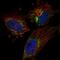 Transcription Factor B2, Mitochondrial antibody, PA5-65026, Invitrogen Antibodies, Immunofluorescence image 