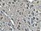 Syntaphilin antibody, 13646-1-AP, Proteintech Group, Immunohistochemistry frozen image 