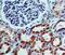 Killer Cell Lectin Like Receptor B1 antibody, NBP2-14845, Novus Biologicals, Immunohistochemistry frozen image 
