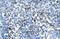 Claudin 17 antibody, ARP33615_T100, Aviva Systems Biology, Immunohistochemistry frozen image 