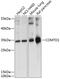 Catechol-O-Methyltransferase Domain Containing 1 antibody, 15-474, ProSci, Western Blot image 