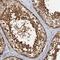 Prostaglandin E Synthase 3 antibody, NBP1-85485, Novus Biologicals, Immunohistochemistry frozen image 