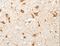 AKAP4 antibody, LS-C404476, Lifespan Biosciences, Immunohistochemistry frozen image 