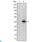 Paired Box 4 antibody, LS-C812732, Lifespan Biosciences, Enzyme Linked Immunosorbent Assay image 