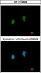 Interferon-stimulated gene 20 kDa protein antibody, GTX114499, GeneTex, Immunofluorescence image 