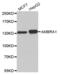 Autophagy And Beclin 1 Regulator 1 antibody, abx001006, Abbexa, Western Blot image 