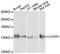 Cytoplasmic FMR1 Interacting Protein 1 antibody, A10291, ABclonal Technology, Western Blot image 