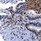 FOXP3 antibody, MAB8214, R&D Systems, Immunohistochemistry paraffin image 
