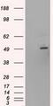 One Cut Homeobox 1 antibody, GTX83966, GeneTex, Western Blot image 