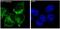 Glutathione S-Transferase Pi 1 antibody, M00394, Boster Biological Technology, Immunofluorescence image 