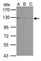 Ubiquitin Specific Peptidase 15 antibody, GTX104644, GeneTex, Western Blot image 