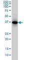 Secreted Phosphoprotein 1 antibody, H00006696-M08, Novus Biologicals, Western Blot image 