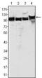 MutS Homolog 2 antibody, ab52266, Abcam, Western Blot image 