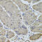 Polo Like Kinase 4 antibody, 23-947, ProSci, Immunohistochemistry paraffin image 