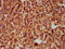 Solute Carrier Family 5 Member 5 antibody, CSB-PA835713LA01HU, Cusabio, Immunohistochemistry frozen image 