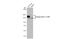 Integrin Subunit Beta 1 antibody, GTX636657, GeneTex, Western Blot image 