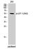 Lymphoid Enhancer Binding Factor 1 antibody, A00605S42-1, Boster Biological Technology, Western Blot image 