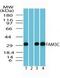 Family With Sequence Similarity 3 Member C antibody, GTX85776, GeneTex, Western Blot image 